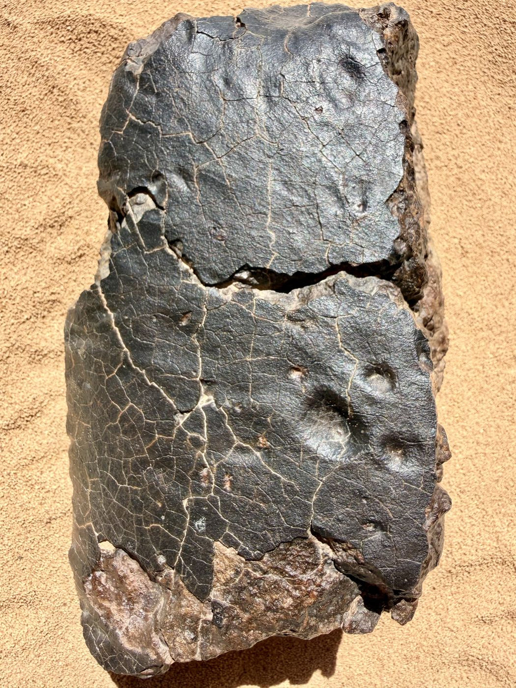 NWA 18501 LL6 ordinary chondrite showing the network of contraction cracks across the fusion crust, 6183g.