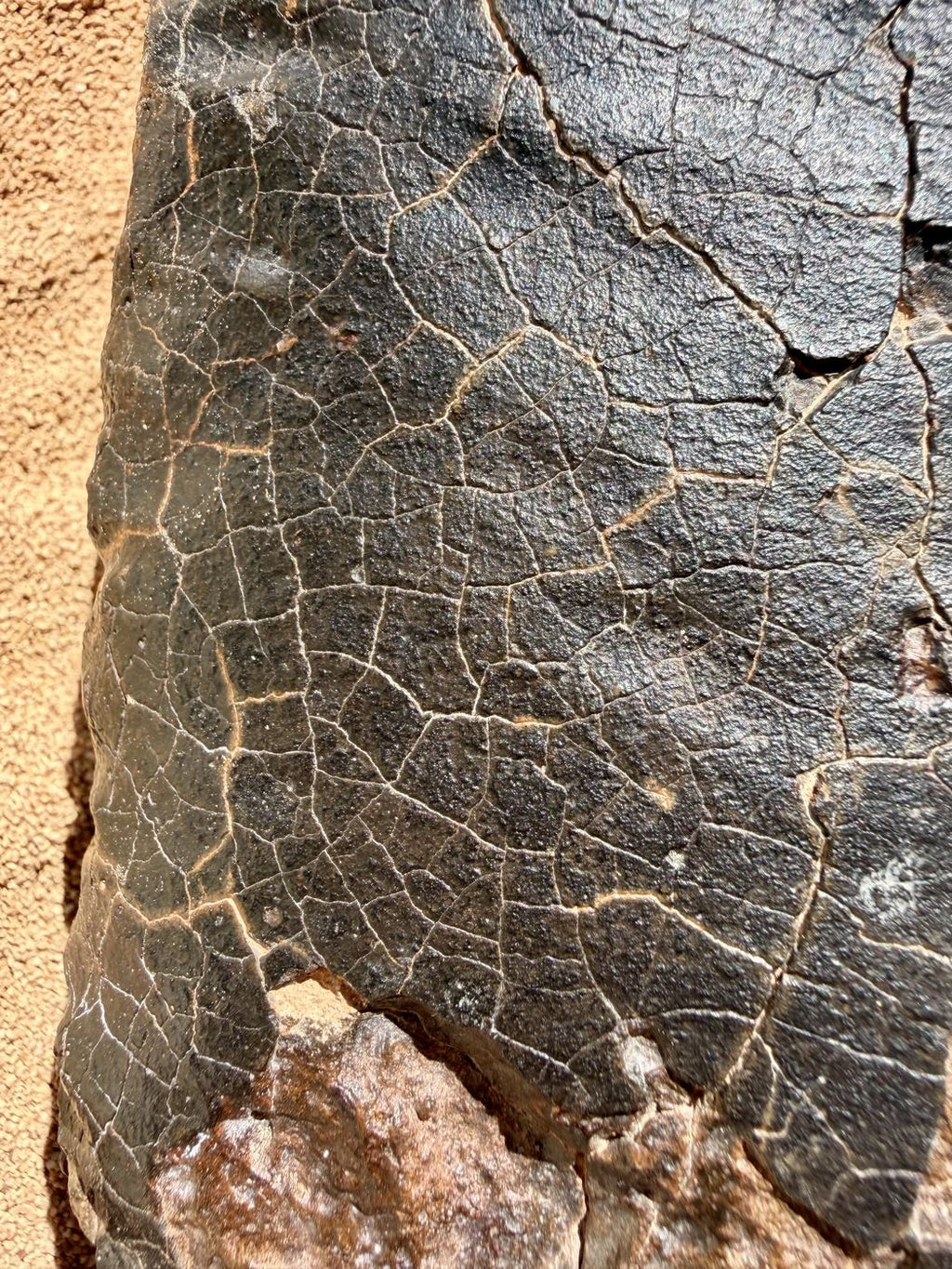 Macro view of NWA 18501 LL6 ordinary chondrite fusion crust showing the fine polygonal contraction crack network, 6183g.
