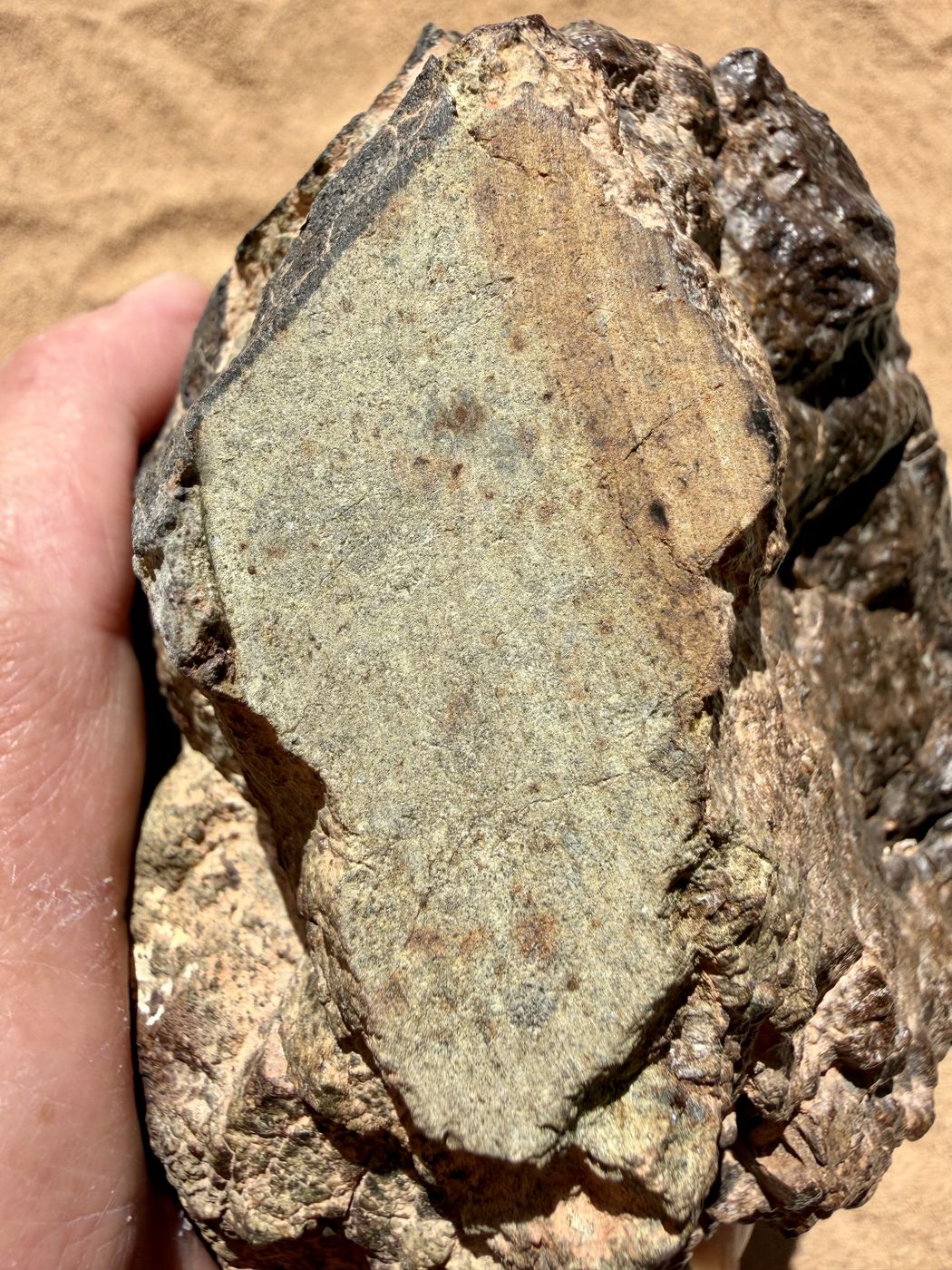 Cut face of NWA 18501 LL6 ordinary chondrite showing the olive toned interior where the classification sample was taken, 6183g.