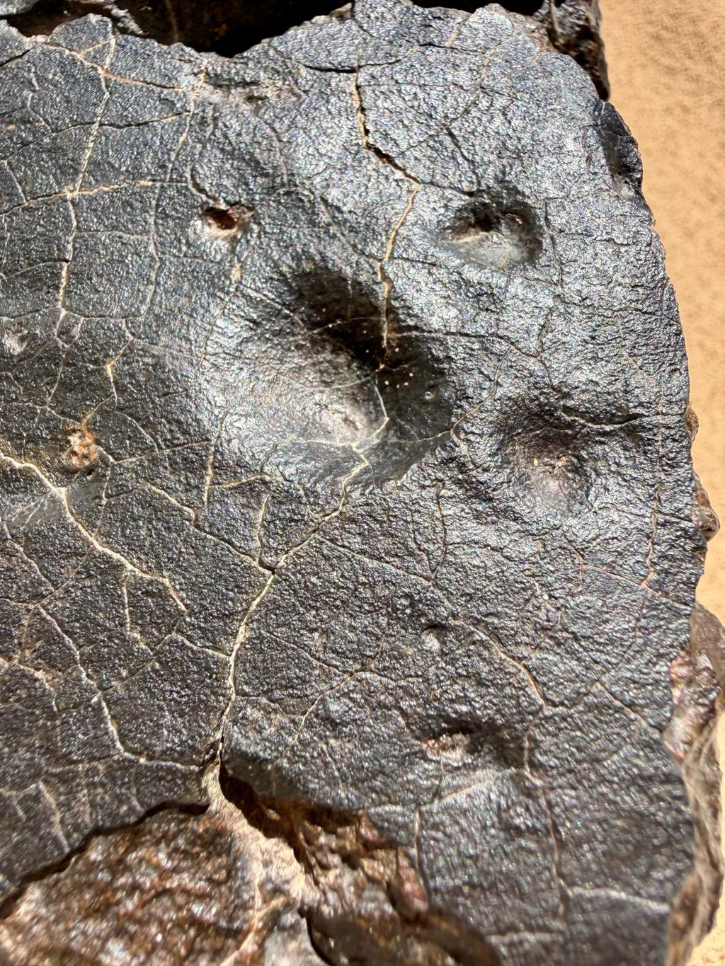 Close view of NWA 18501 LL6 ordinary chondrite showing thumbprint regmaglypts on the fusion crust, 6183g.