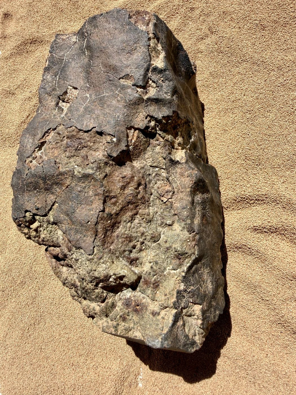 Reverse of NWA 18501 LL6 ordinary chondrite showing the brown weathered desert surface, 6183g.