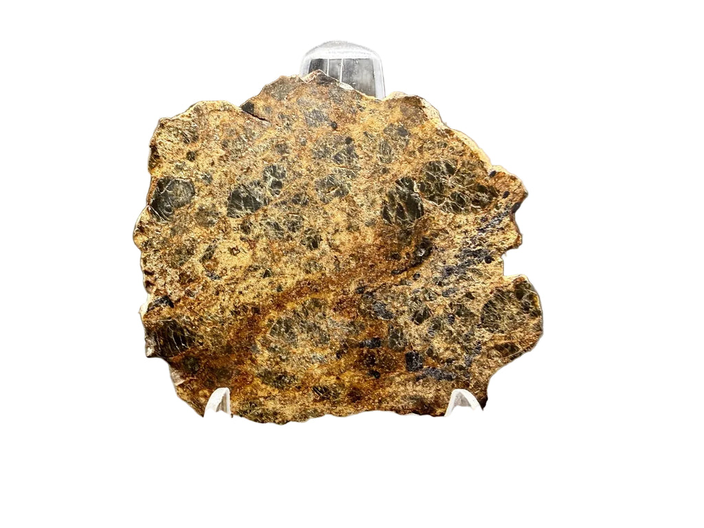 NWA 18591 diogenite meteorite, 6.57g polished full slice, front face on a white background showing brecciated orthopyroxene texture, HED achondrite from Vesta