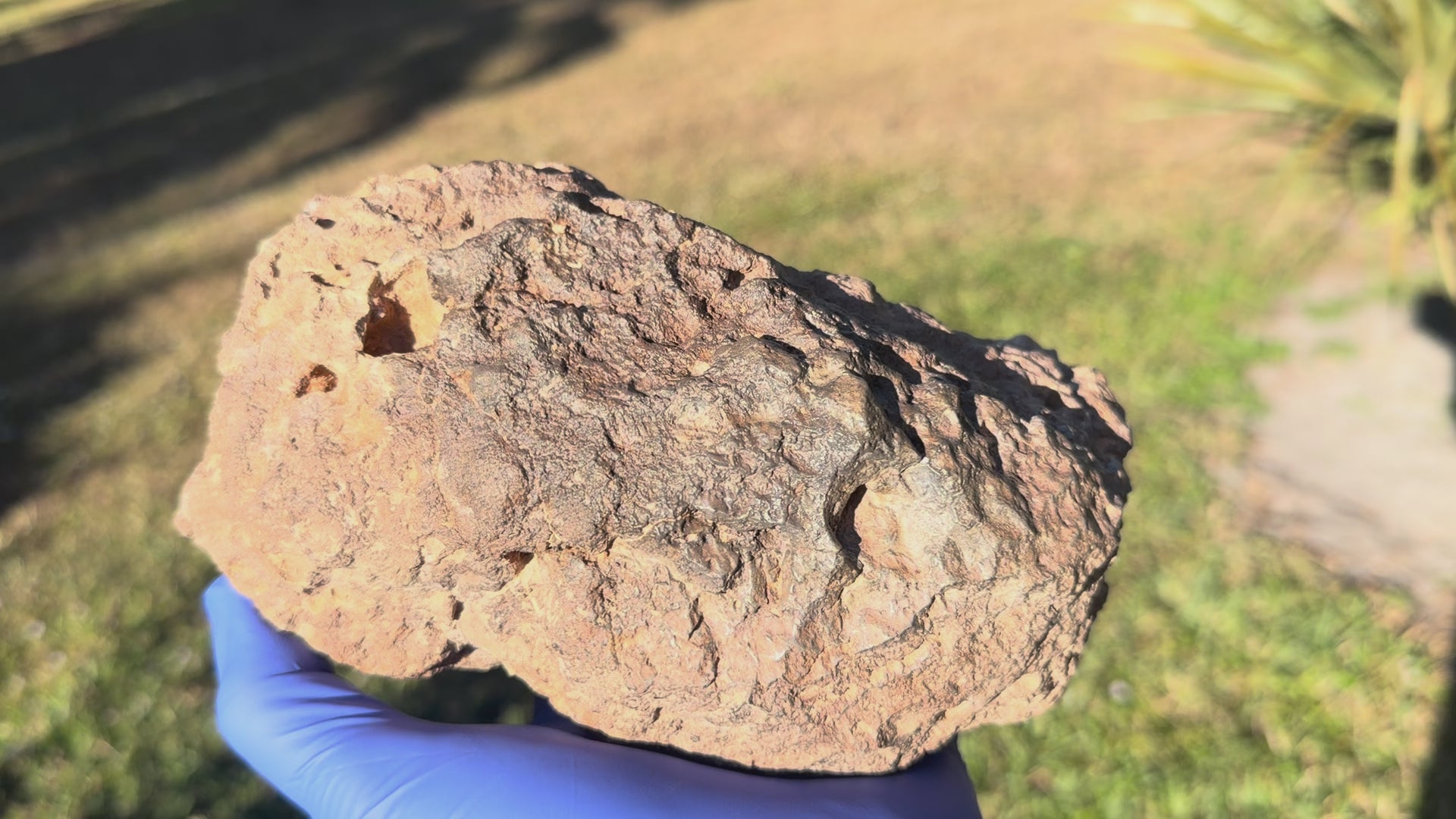 NWA 18211 lunar meteorite complete individual shown in hand outdoors with all sides visible