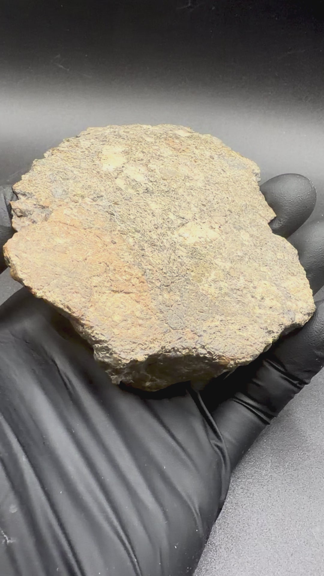 Rotating view of the 316.21 gram Laayoune 002 lunar individual showing its domed, shield-shaped profile