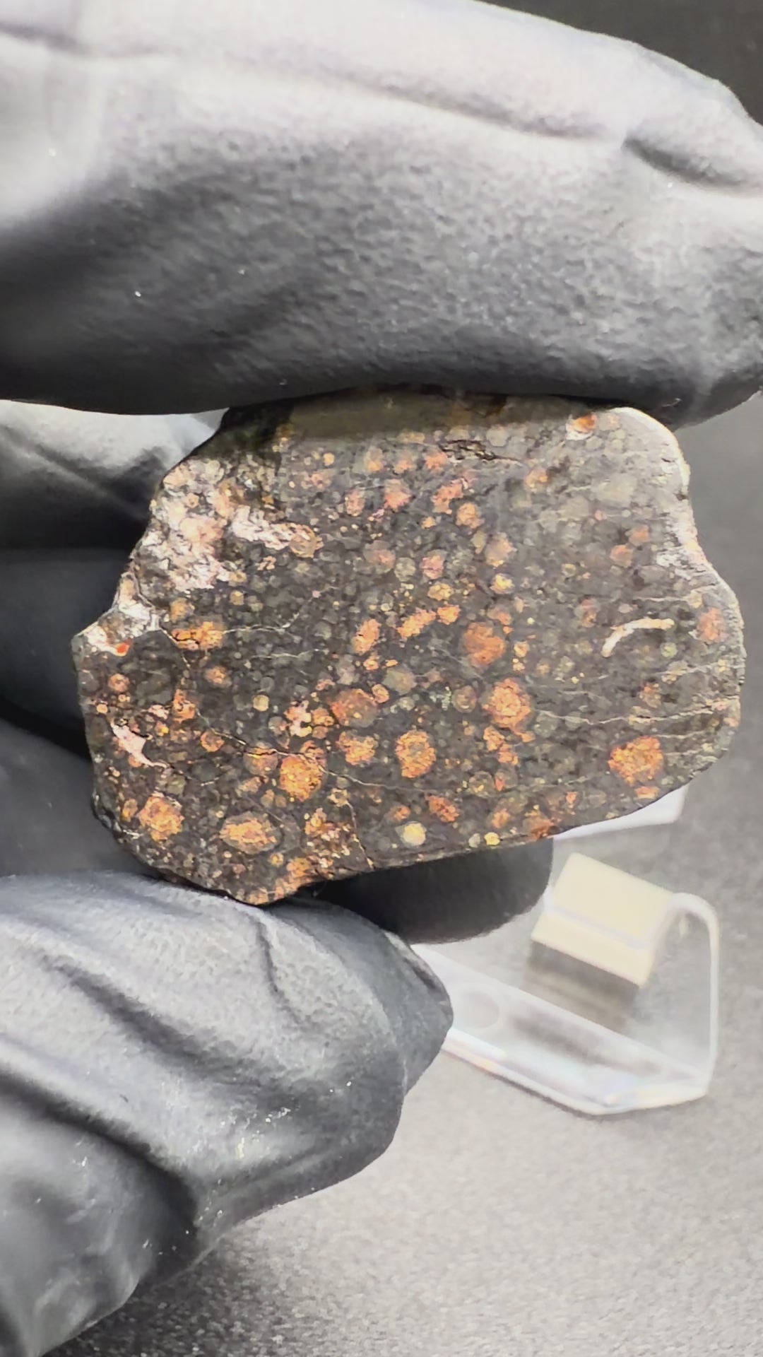 Rotating view of NWA 18497 CVox3 carbonaceous chondrite end cut, 15.64g