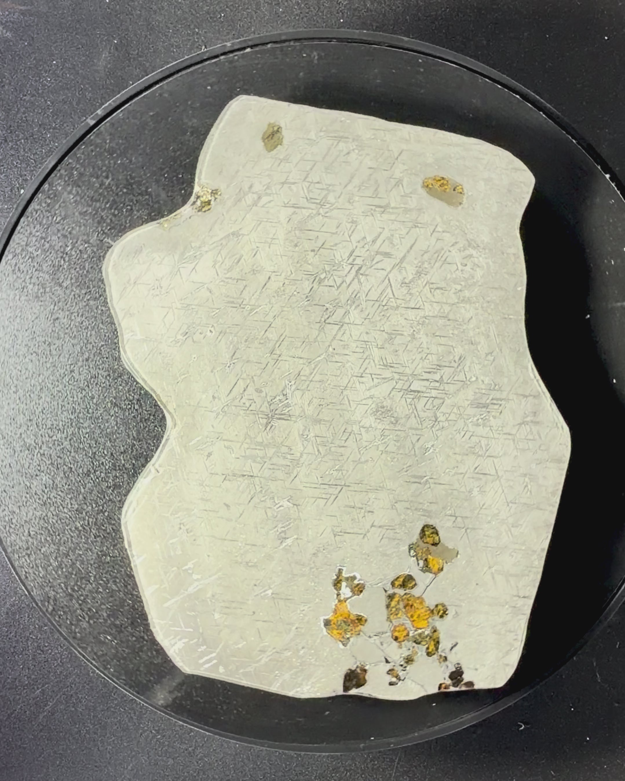 Rotating view of Gyarub Zangbo ungrouped pallasite meteorite slice showing olivine in etched iron-nickel matrix, 301.28g