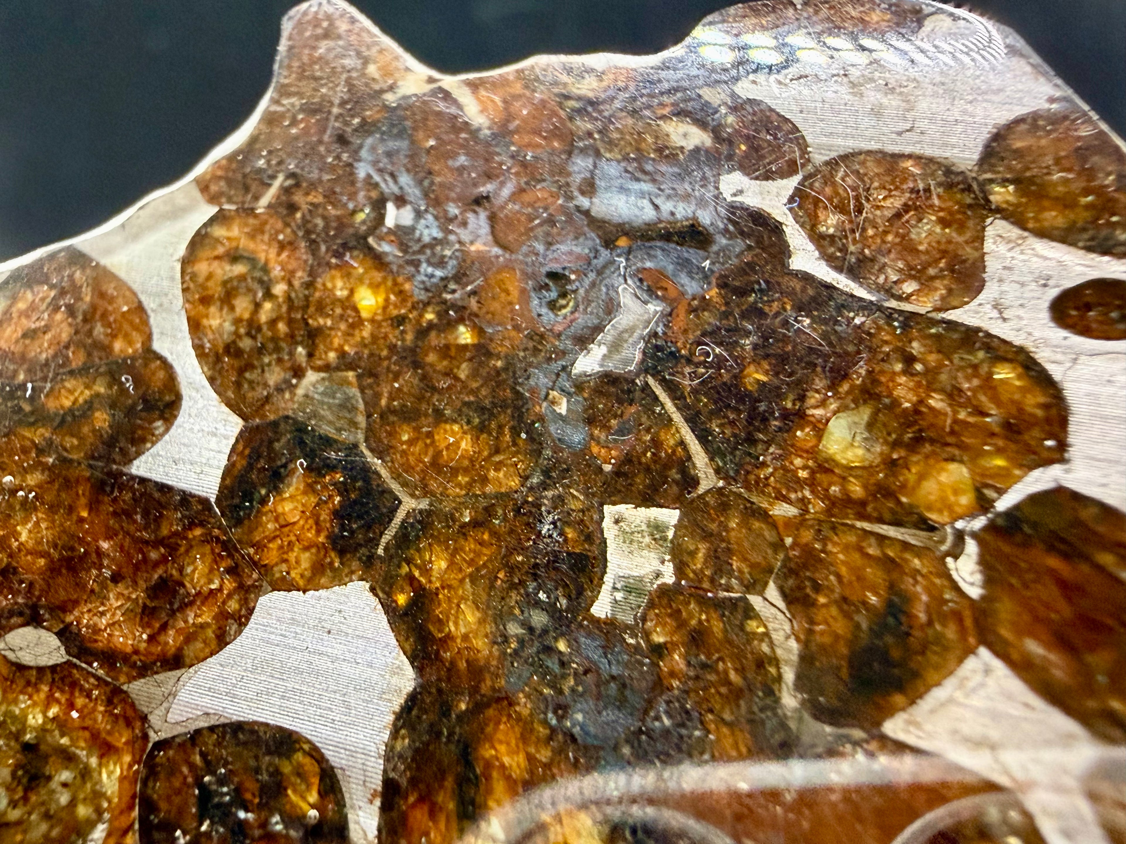 Macro photo of Sericho Pallasite Meteorite slice showing olivine crystals embedded in polished iron-nickel matrix with shock-induced fracture network, 17.39g
