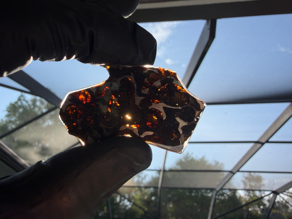 Sericho pallasite meteorite slice 9.33g sunlight showing translucency of olivine crystals in iron-nickel matrix, stony-iron meteorite, Treasure Coast Meteorite Co.