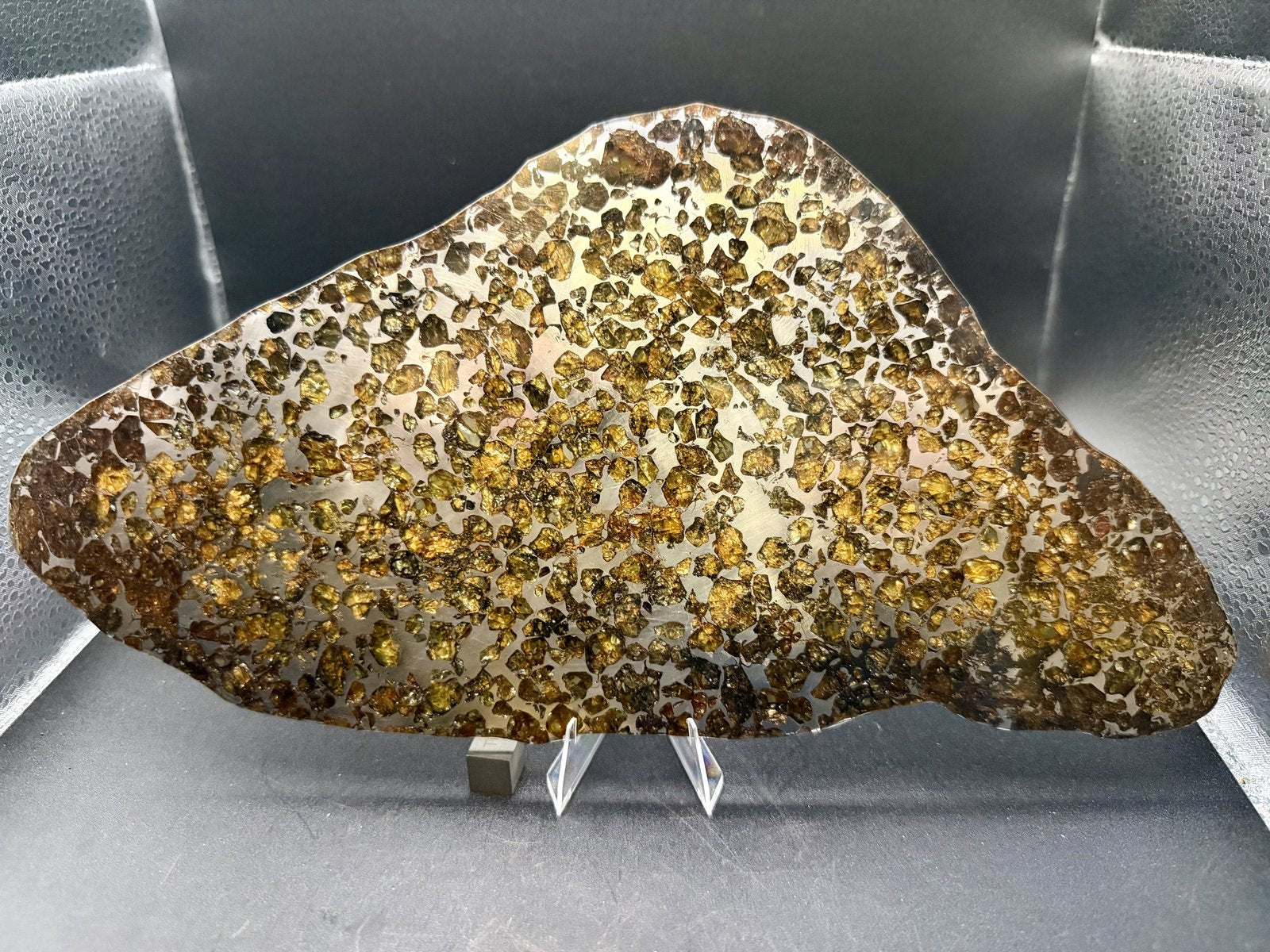 Seymchan pallasite full slice, 286.28 g, mirror polished cut face in reflected light