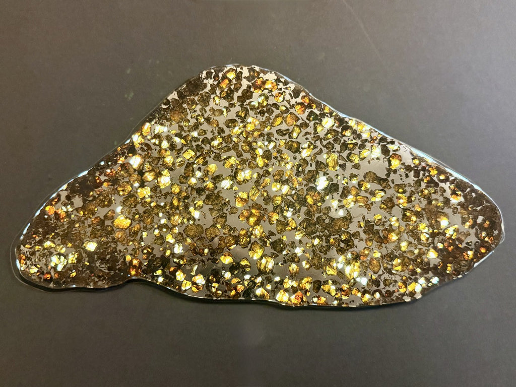Seymchan pallasite full slice, 286.28 g, lit to show gold and amber olivine across the whole slice