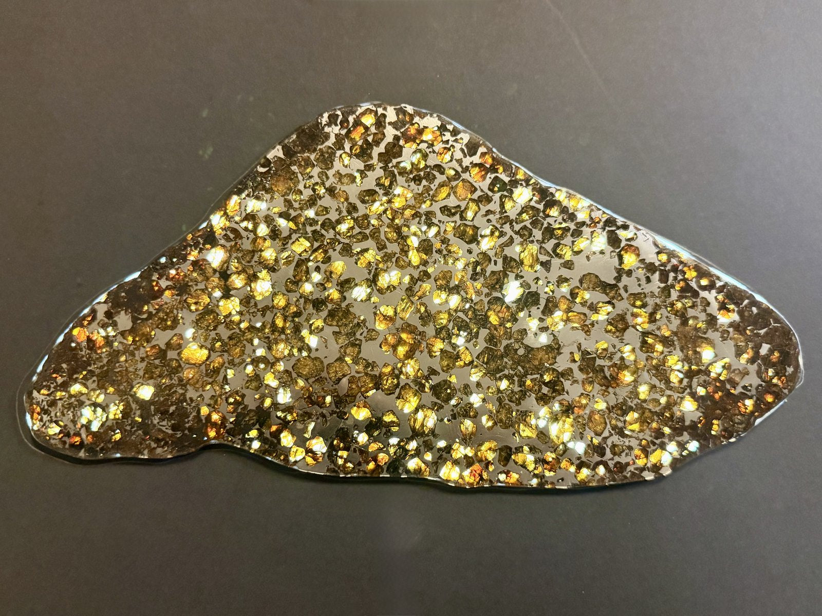 Seymchan pallasite full slice, 286.28 g, lit to show gold and amber olivine across the whole slice