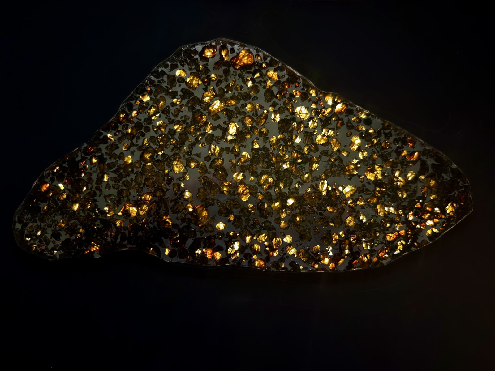 Seymchan pallasite full slice, 308.40 g, backlit showing translucent olivine crystals