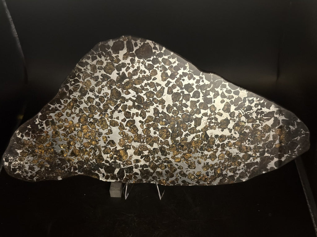 Seymchan pallasite full slice, 308.40 g, cut face against a dark background