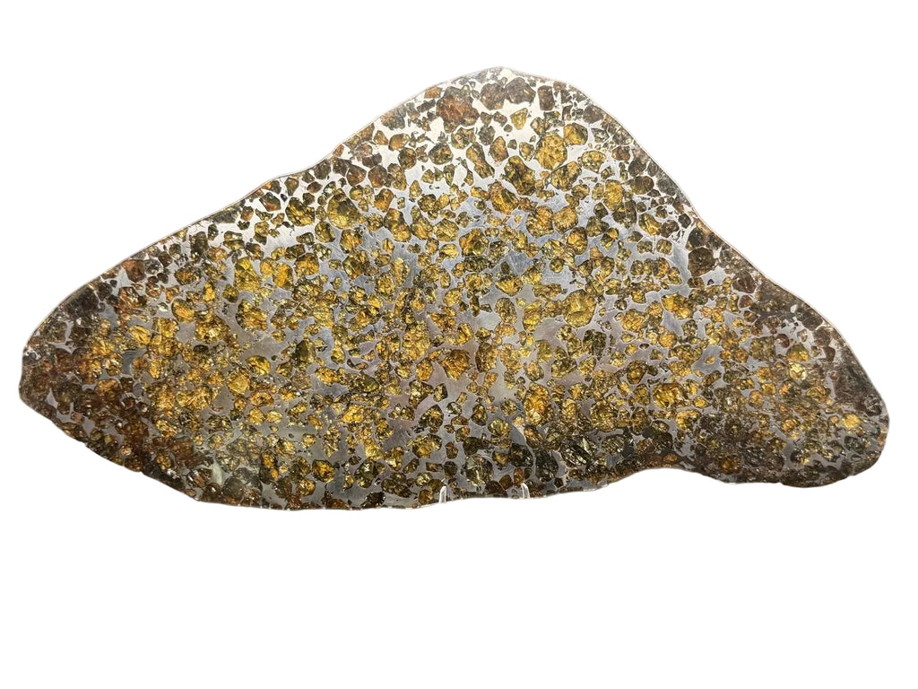 Seymchan pallasite full slice, 308.40 g, cut face in reflected light