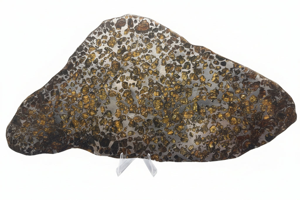 Seymchan pallasite full slice, 308.40 g, mirror polished cut face in reflected light