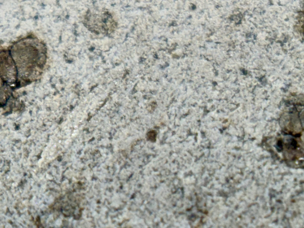 Tarkint 001 shergottite groundmass detail, fine-grained matrix with scattered olivine