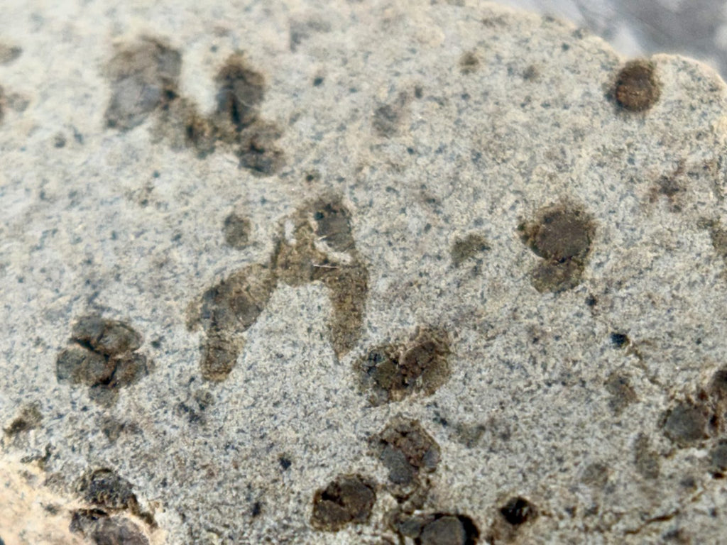 Macro detail of Tarkint 001 shergottite cut face, millimeter-sized olivine phenocrysts