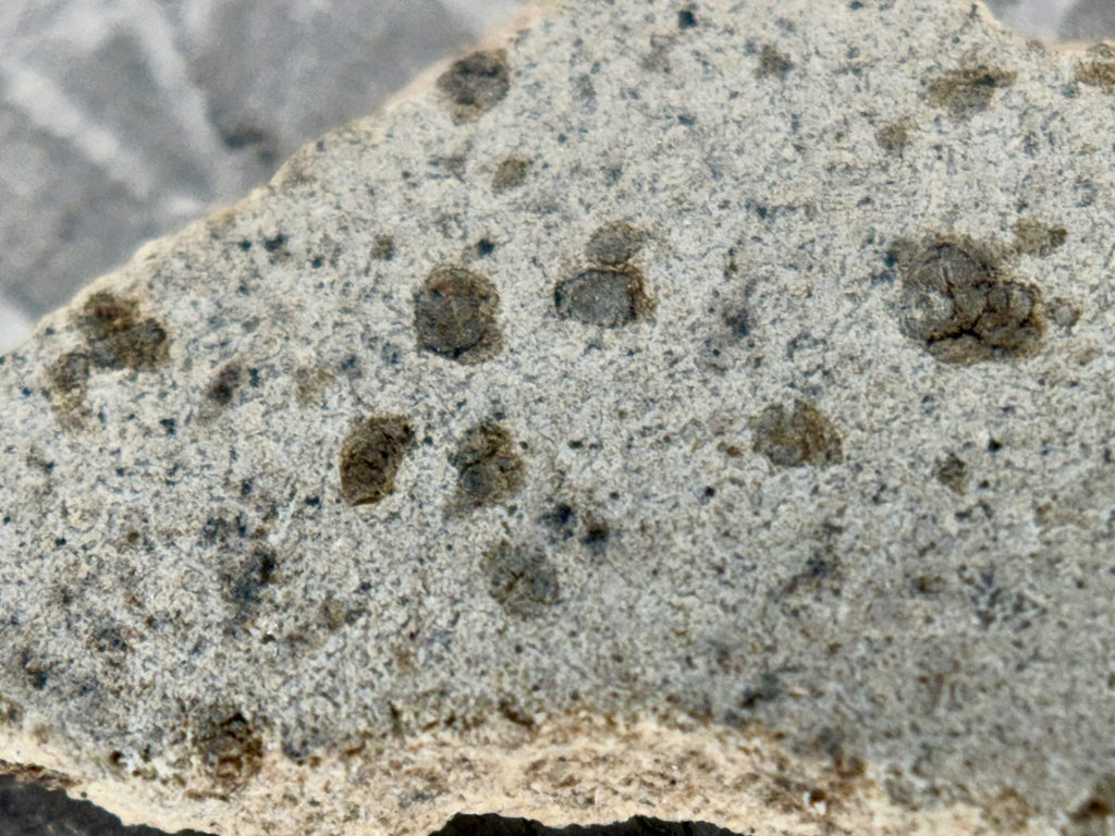 Tarkint 001 Martian meteorite cut face detail, olivine phenocrysts in fine-grained groundmass