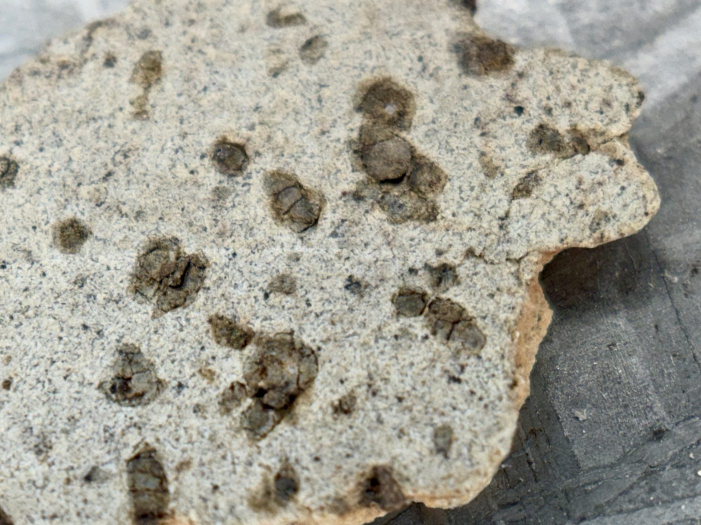Tarkint 001 olivine-phyric shergottite, close view of cut face texture and phenocrysts