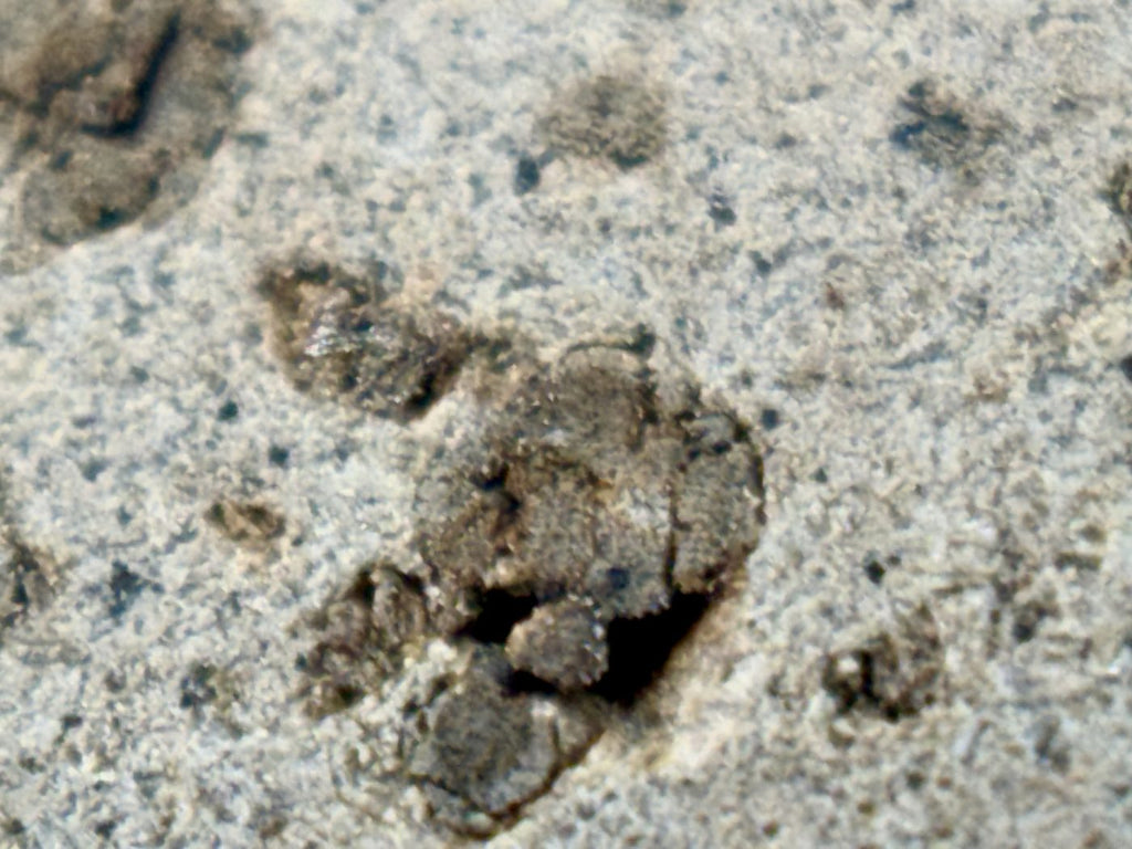 Tarkint 001 Martian meteorite macro, clustered olivine phenocrysts on cut face